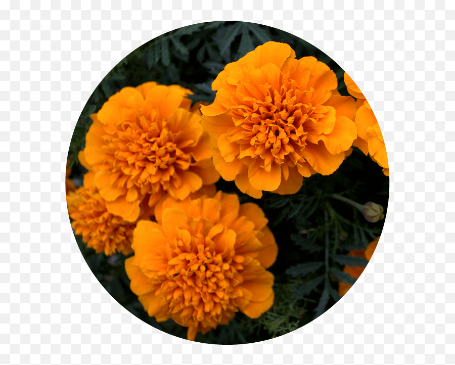 Bilberry Eye Bright Lutein Gold - Marigold Png,Marigold Transparent