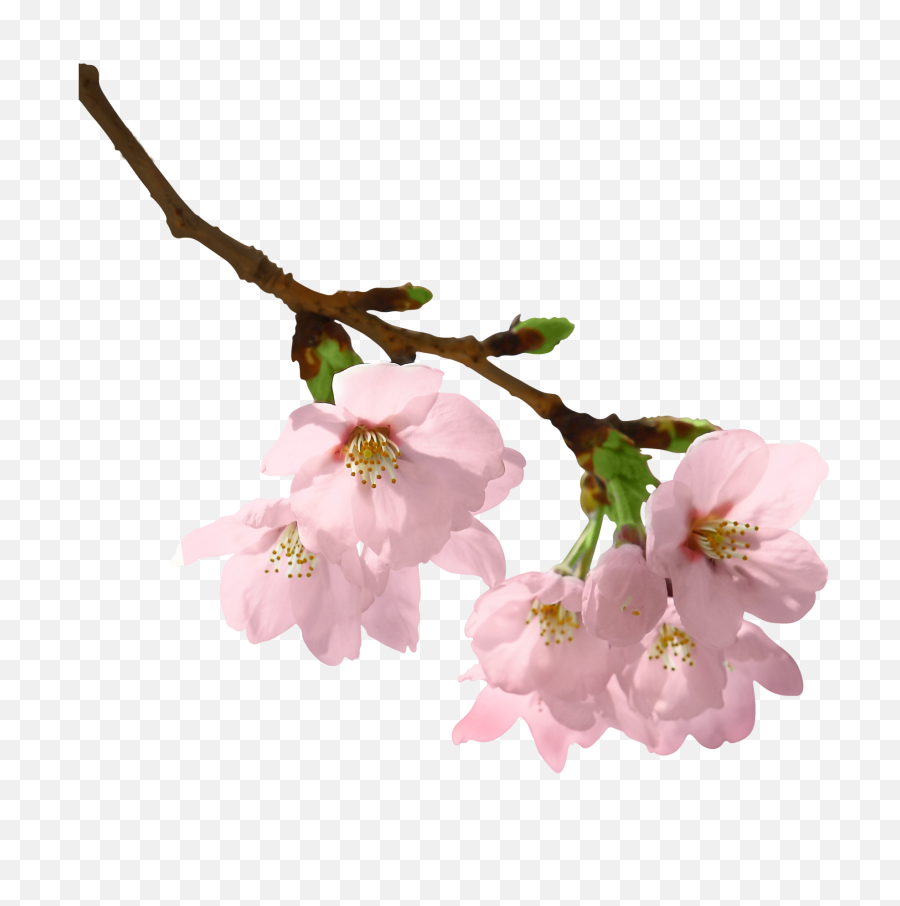Free Png Download Spring Branch - Flowering Branch Png,Spring Background Png