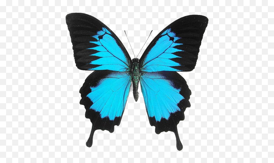 Transparent Imgs U2014 - Blue And Black Butterfly Png,Butterflies Transparent