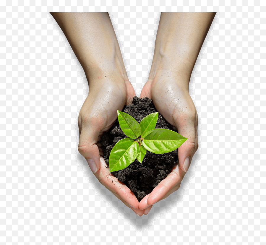 Hands Holding A Seedling - Hand Holding Plant Png,Seedling Png