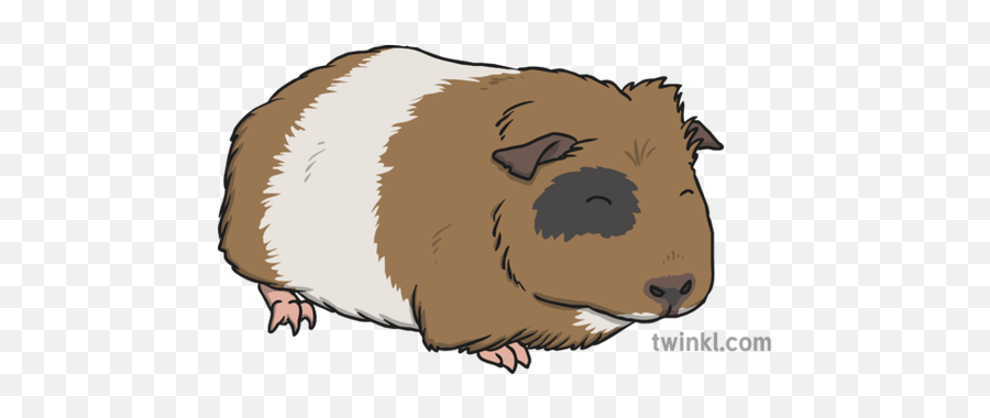Guinea Pig 2 Illustration - Guinea Pig Twinkl Png,Guinea Pig Png