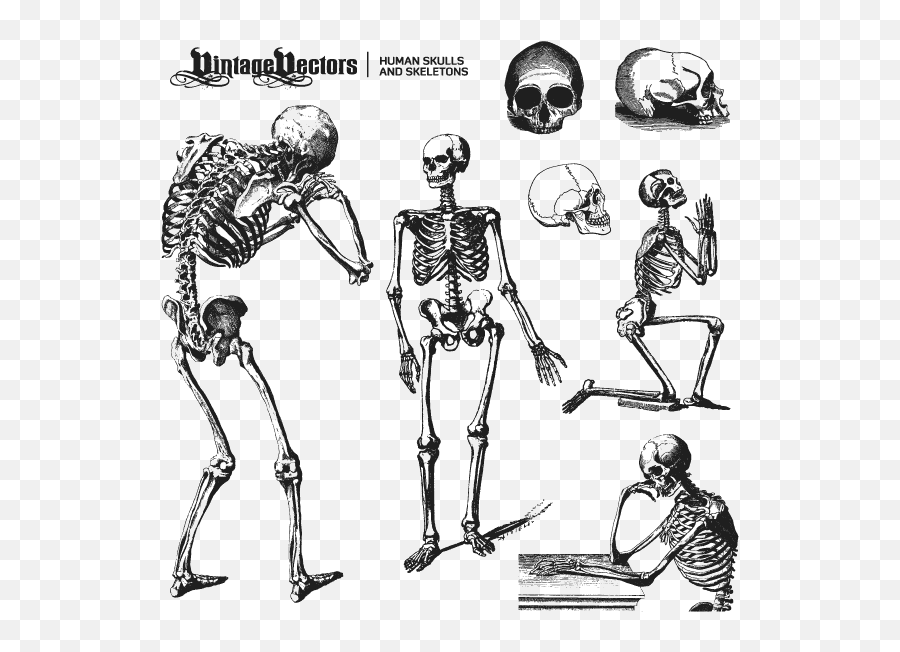 Skeleton Vector Free Download Png Image - Vector Skeleton Illustration,Skeleton Arm Png