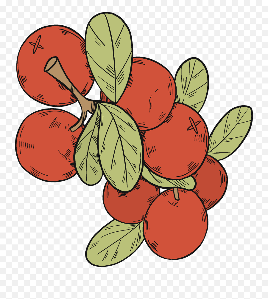 Cranberries Clipart - Superfood Png,Cranberries Png