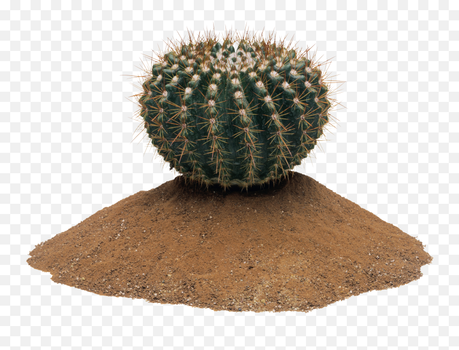 Download Free Png Cactus - Cactus Png,Cacti Png