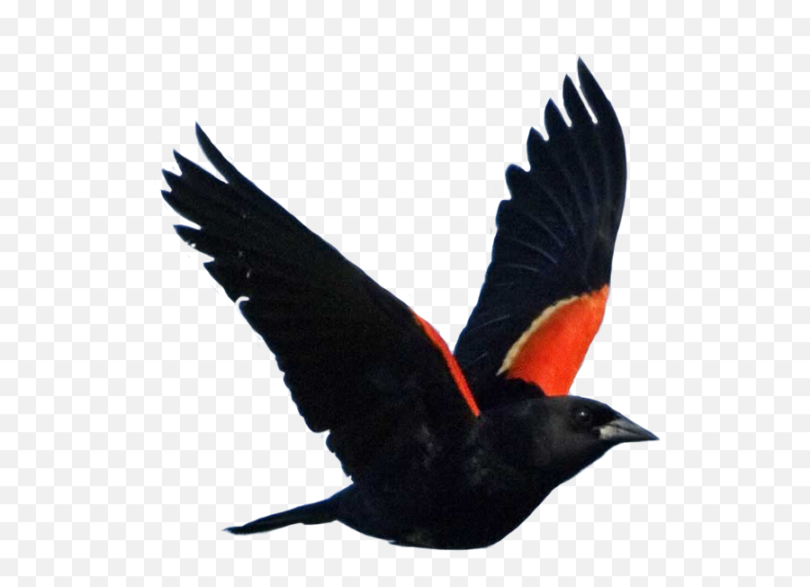 Red - Red Wing Black Birds Png,Black Bird Png