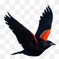 Red - Wing Black Birds png