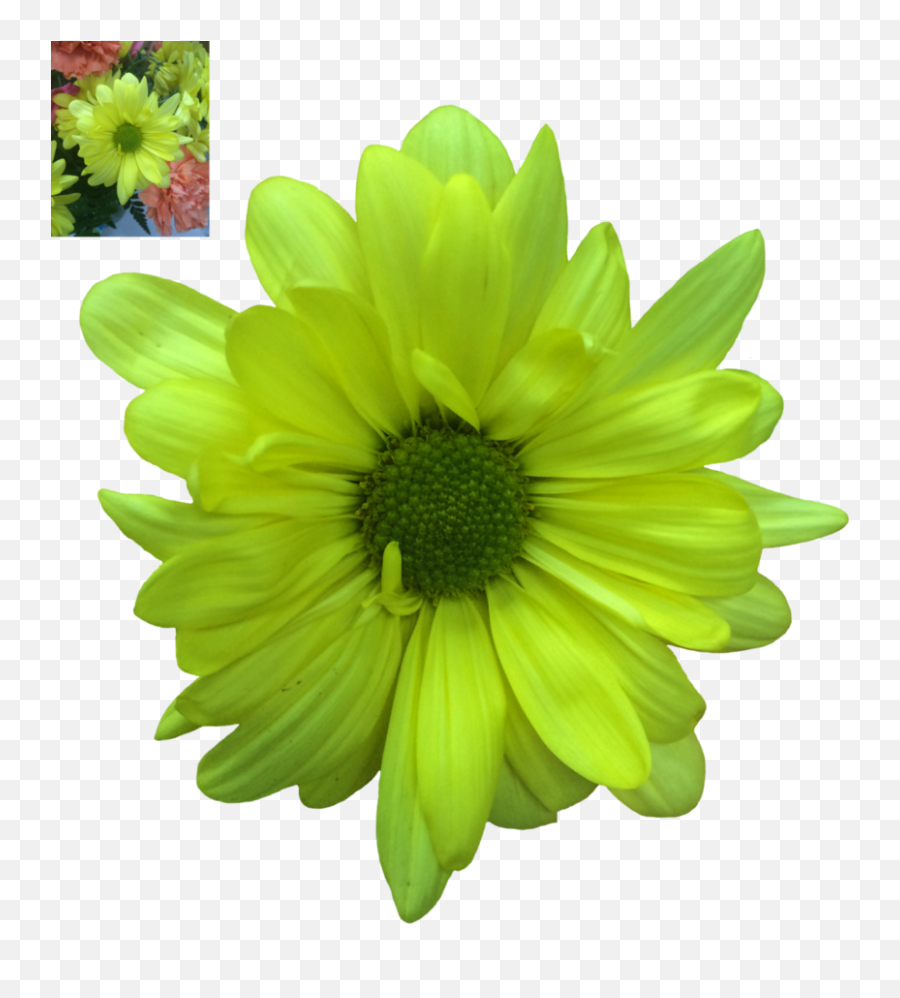 Daisy Transparent Png - Transparent Daisies Flowers Png,Daisy Png
