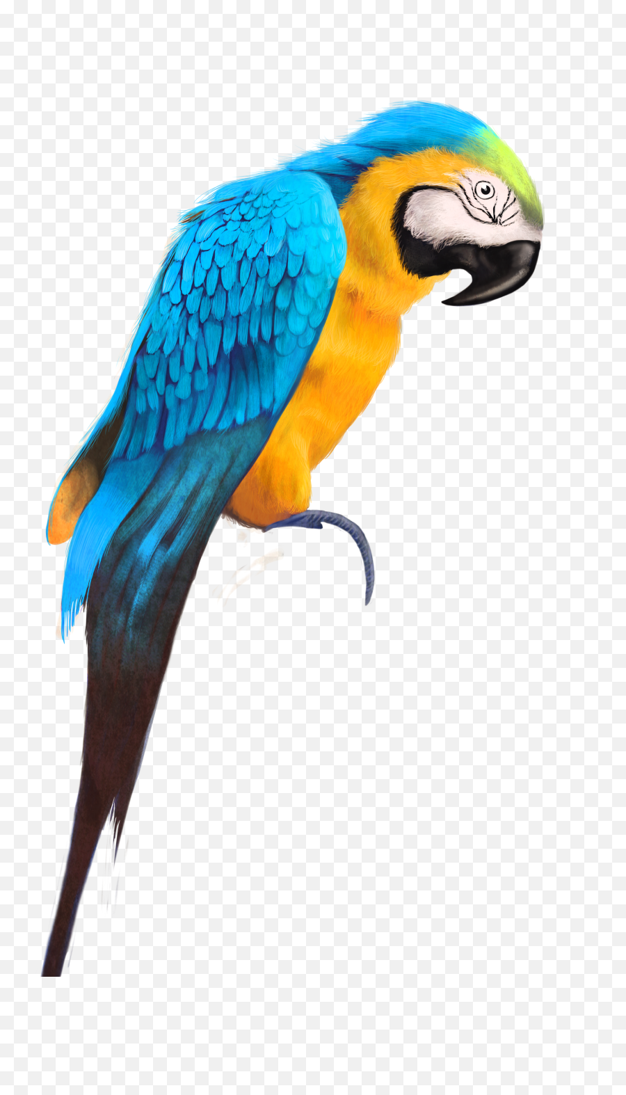 Free Png Parrot - Konfest Bird Hd Images Png,Parrot Transparent Background