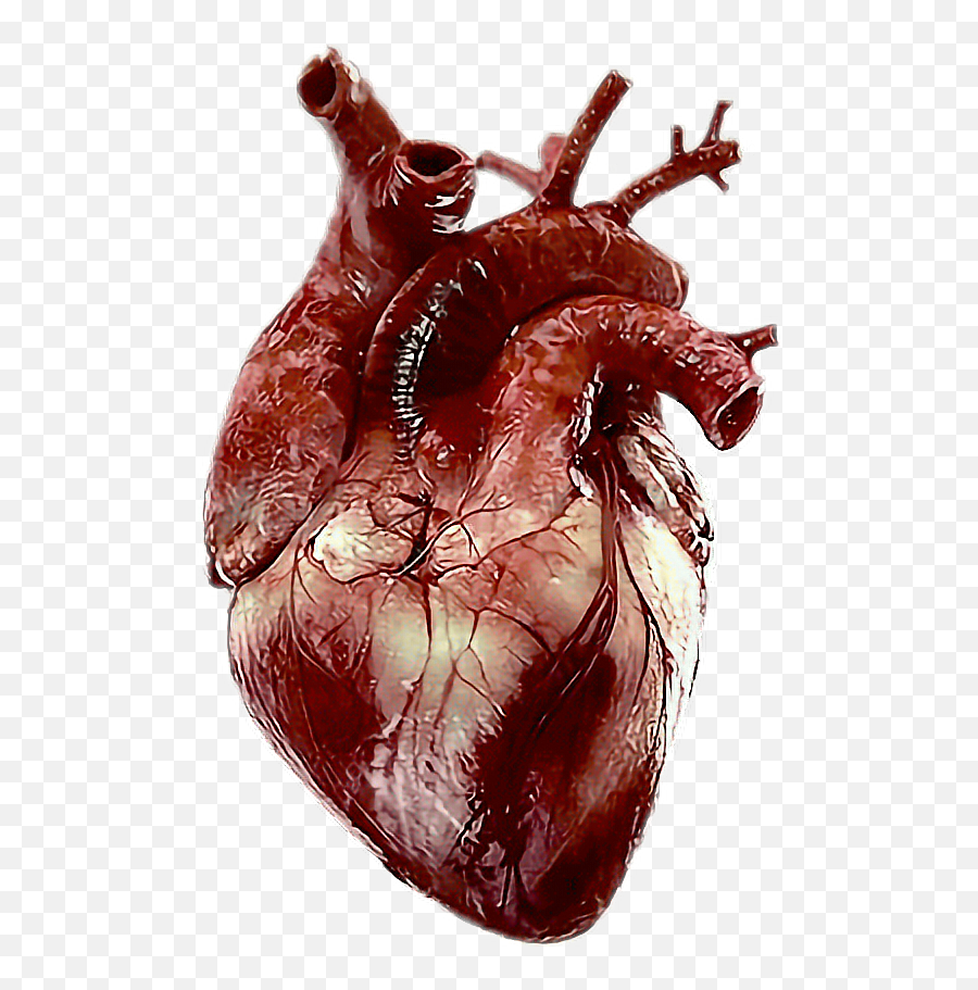 Real Heart Png Transparent Collections - Human Real Heart Png,Heart Image Png