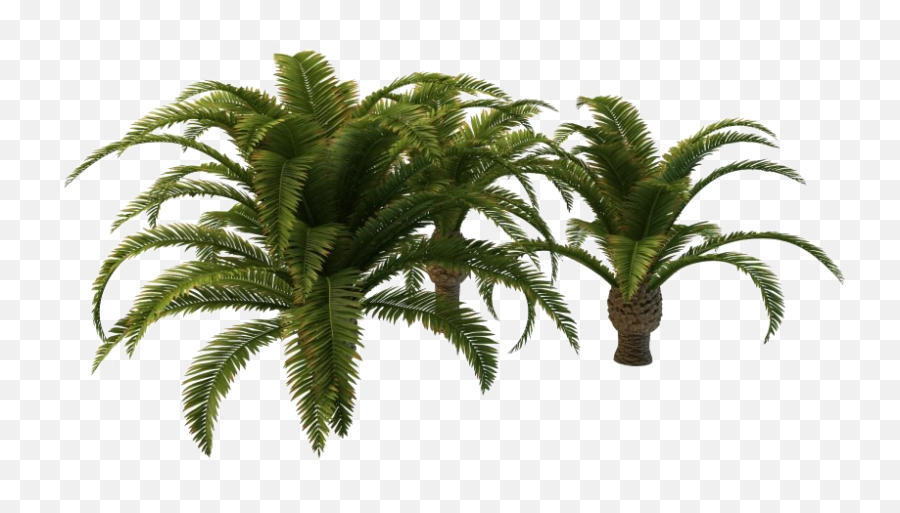 Palm Tree Leaf Png Hd Quality - Small Palm Tree Png,Palm Png