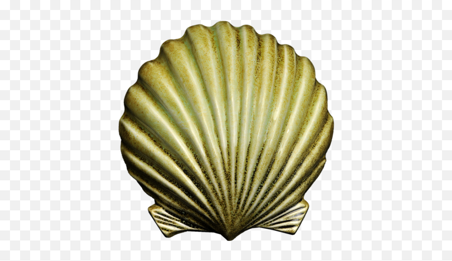 Wall Scallop - Large Cockle Png,Scallop Png