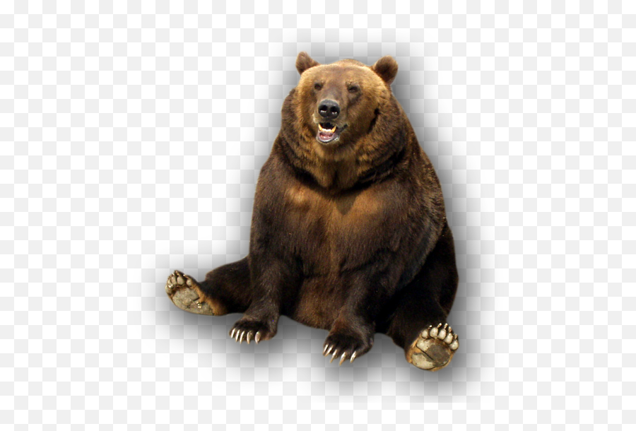 52 Bear Png Images Are Free To Download - Bear Transparent Background Clipart,Grizzly Bear Png