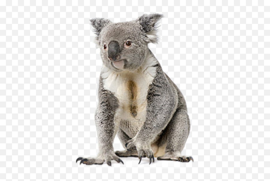 Png Koala - Koala Png,Koala Transparent