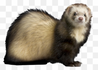 Hd Png Transparent Ferret - Ferret Png,Ferret Png