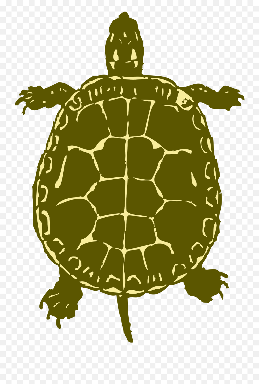 Download - Turtlepngtransparentimagestransparent Turtle Silhouette Png,Tortoise Png