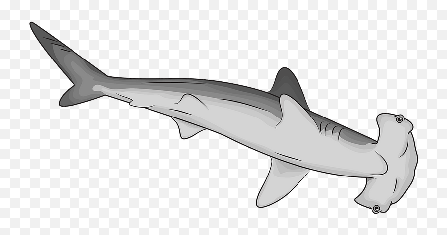Hammerhead Shark Clipart Free Download Transparent Png - Hammerhead Shark Clipart,Shark Clipart Png