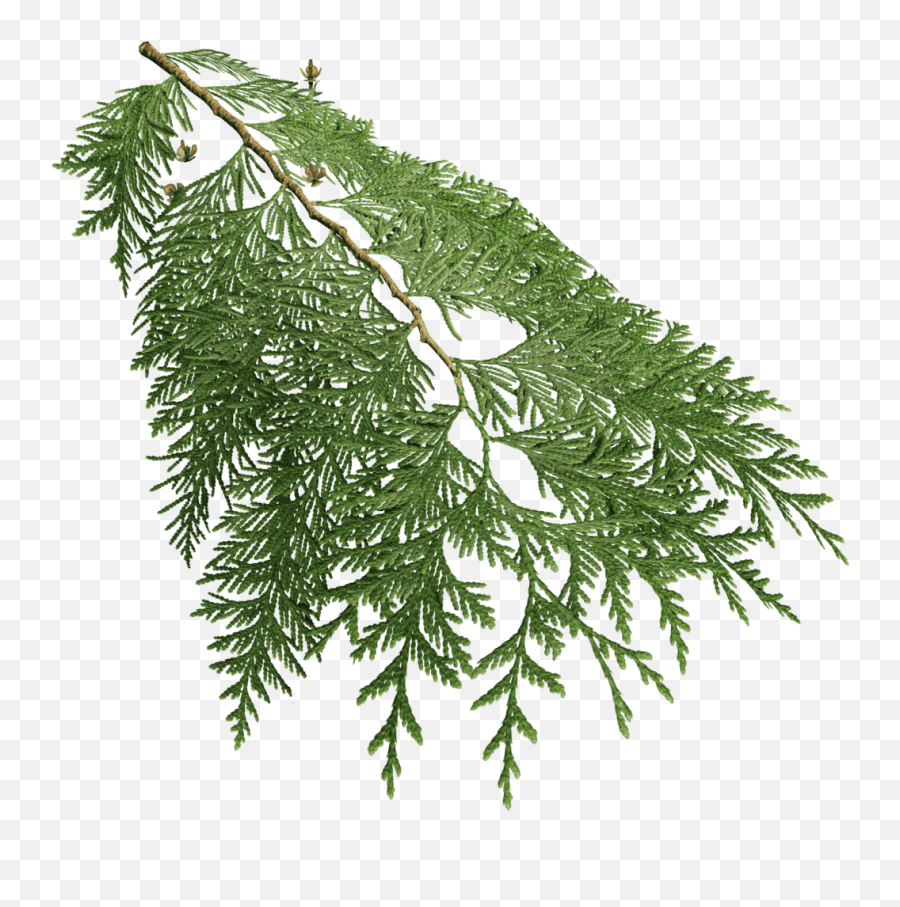 Western Redcedar - Cupressaceae Png,Cedar Tree Png