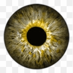 Download Hd Arte Pop Human Eye Soft Sculpture Blythe - Picsart Lens Png