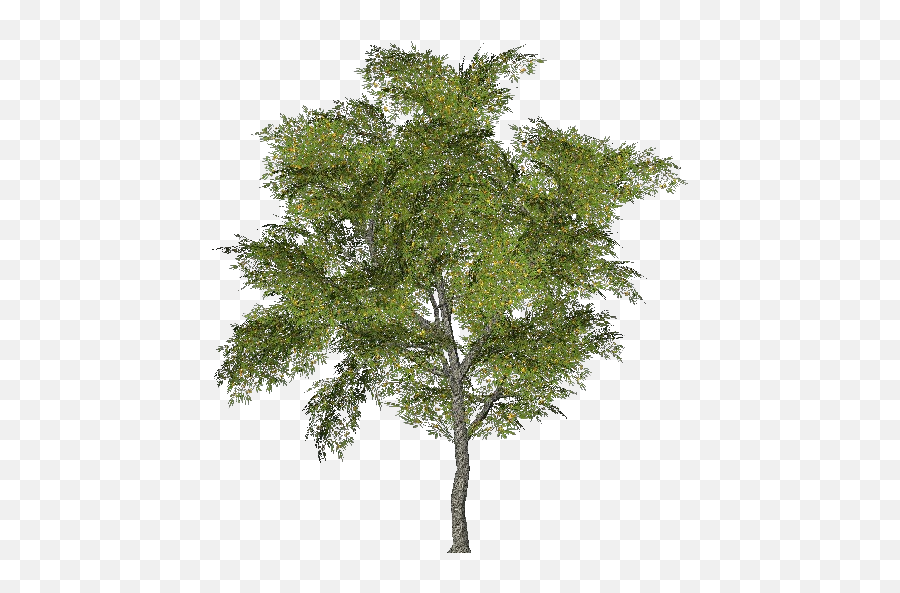 3d Trees - Tabebuia Acca Software Ginkgo Biloba Tree Png,Arboles Png