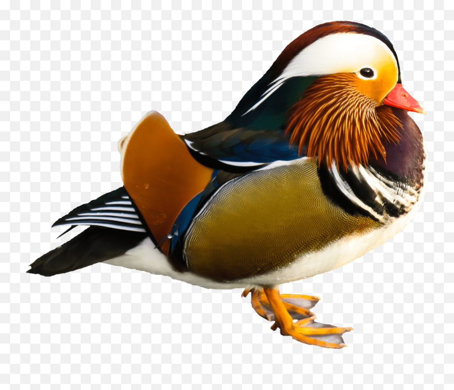 Bird Mandarin Duck Transparent Png - Mandarin Duck Png,Ducks Png