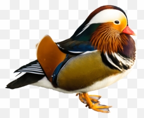 Bird Mandarin Duck Transparent Png - Mandarin Duck Png,Ducks Png