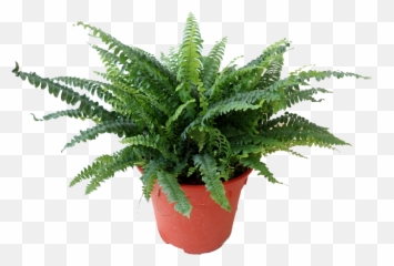 Boston Fern - Flowerpot Png,Ferns Png
