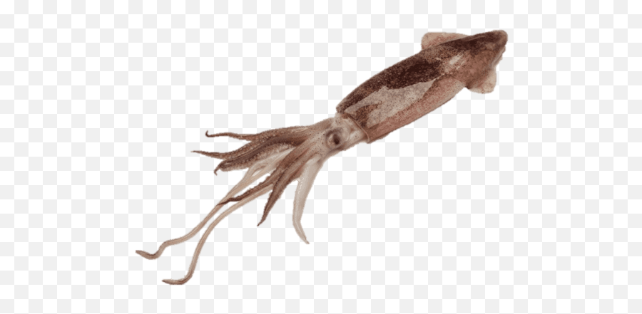 Hd Squid Download Transparent Png Image - Giant Squid Transparent,Squid Png