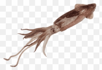 Hd Squid Download Transparent Png Image - Giant Squid Transparent,Squid Png
