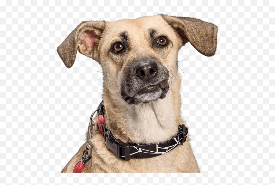 Download Snout Breed Dog Collar Png - Dog,Dog Collar Png