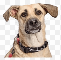 Download Snout Breed Dog Collar Png - Dog,Dog Collar Png