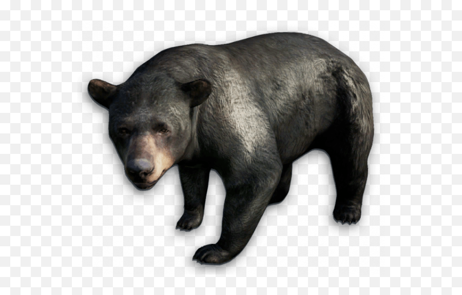 Asian Black Bear Png Images - Far Cry Bear,Black Bear Png