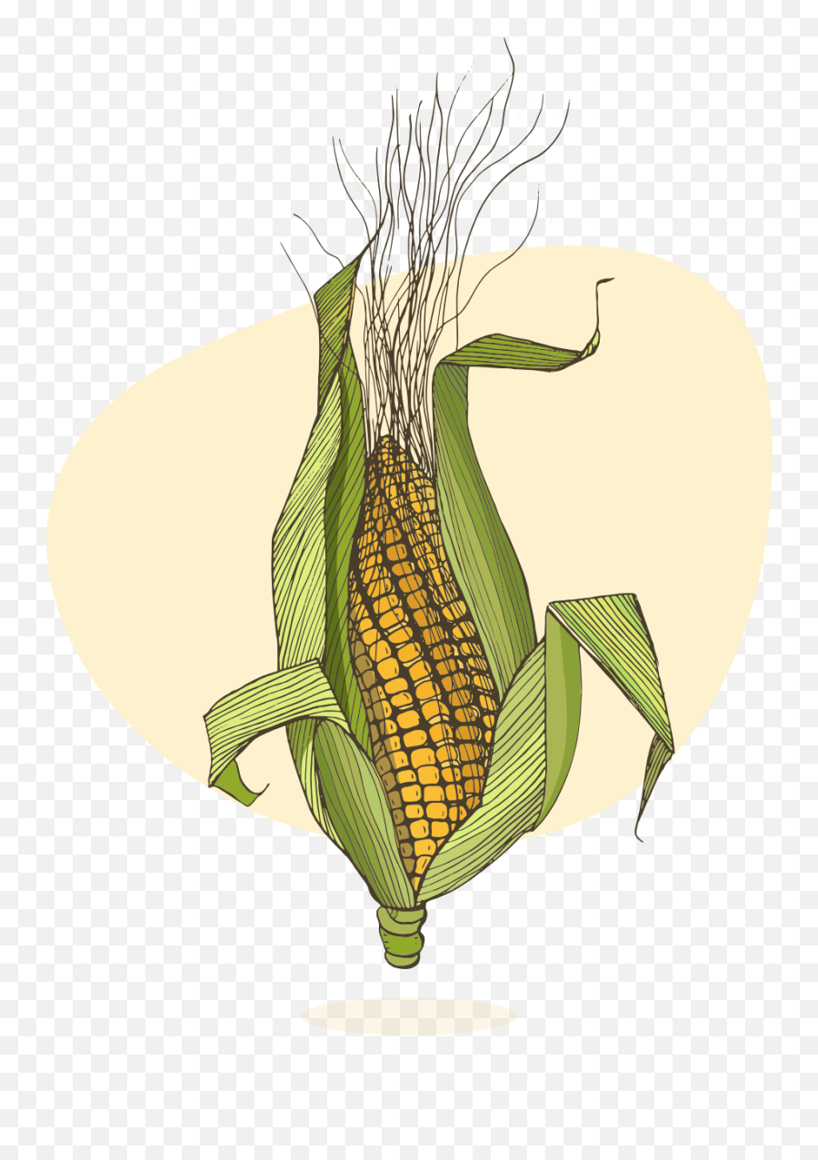 Corn Plant Png - Corn On The Cob,Corn Plant Png