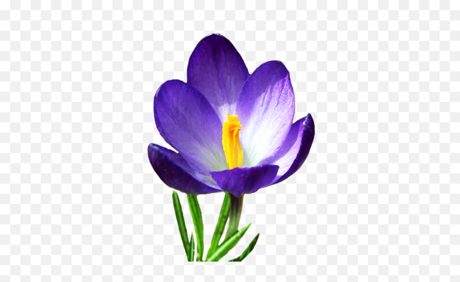Blue Crocus In Spring - Clip Art Spring Flowers Png,Spring Background Png