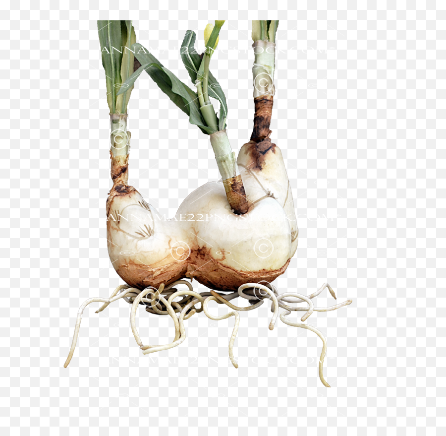 Daffodil Roots Png Stock Photo 0041 Transparent Image - Welsh Onion,Daffodil Png