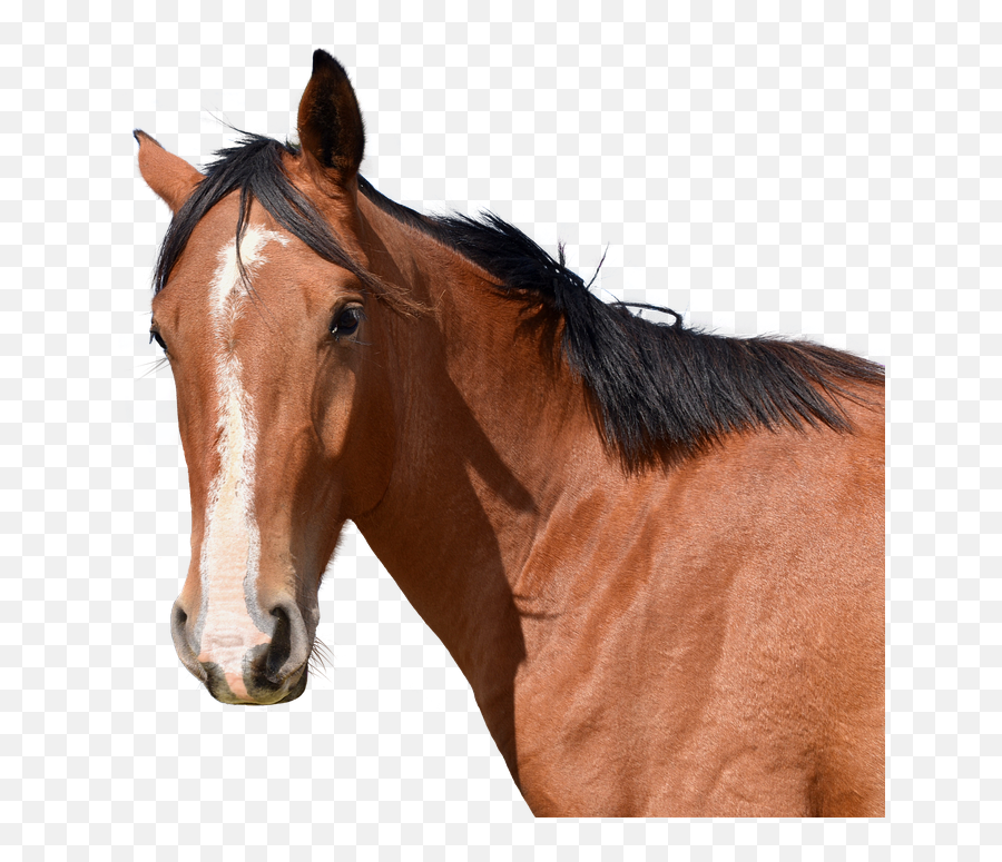 Horse Head Animal Free - Free Photo On Pixabay Horse Png,Horse Head Png