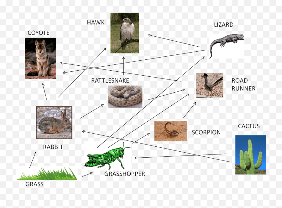 Food Web - Cricket Png,Desert Plant Png