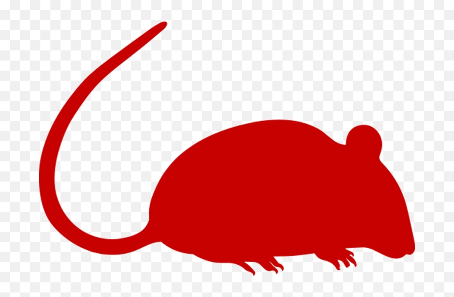 Download Rat Removal - Balb C Mouse Png Image With No Bush,Mouse Animal Png