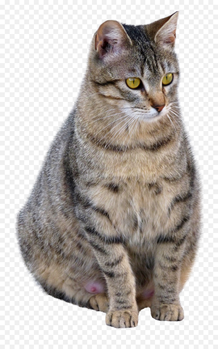 Cat Png Transparent Image - American Shorthair European Shorthair Cat,Transparent Cat