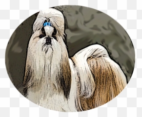 Shih Tzu U2013 Toy Dog Club Of Puget Sound - Vulnerable Native Breeds Png,Shih Tzu Png
