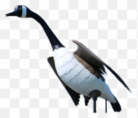 Home - Municipality Of Wawa Canada Goose Png,Wawa Logo