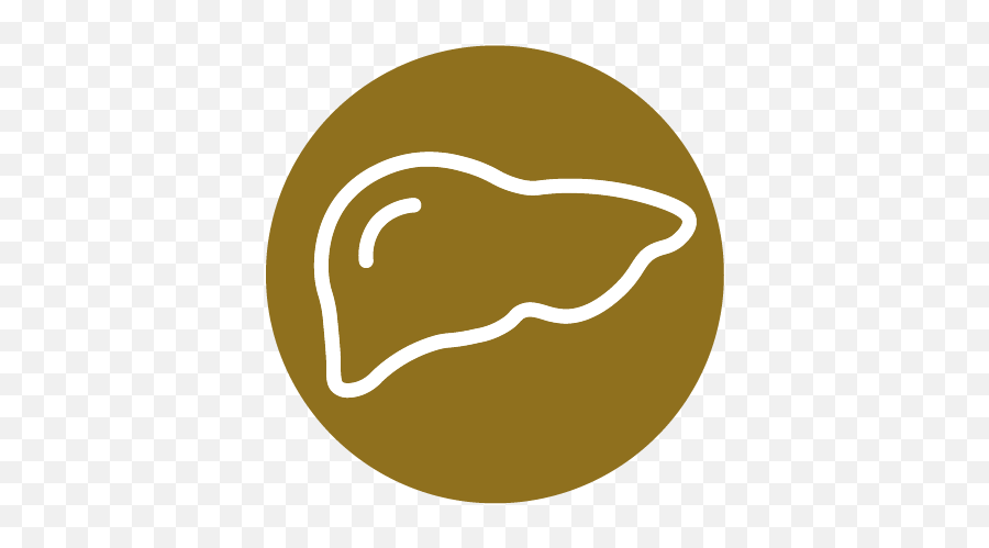 United Hospital Center Gastroenterology - Gastro And Liver Icon Svg Png,Liver Icon