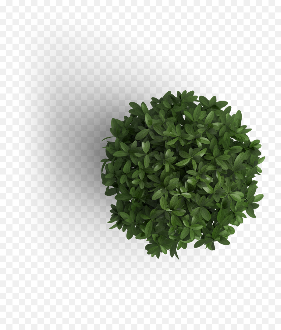Plant Top View Png Transparent - Plant Top View Png,Object Png