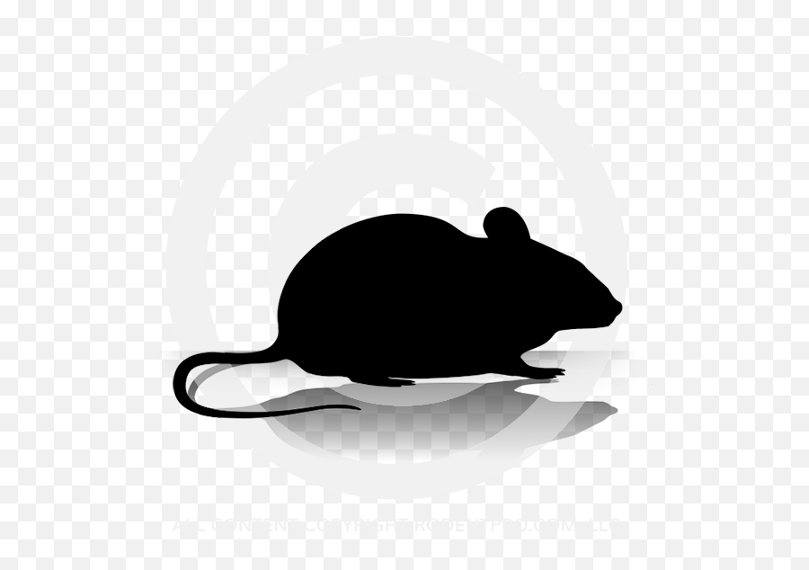 Dark Medium Mice 50 Per Bag - Black Rat Png,Icon Gloves Sizing Chart