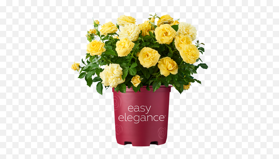 Easy Elegance Roses Png Yellow Rose Icon