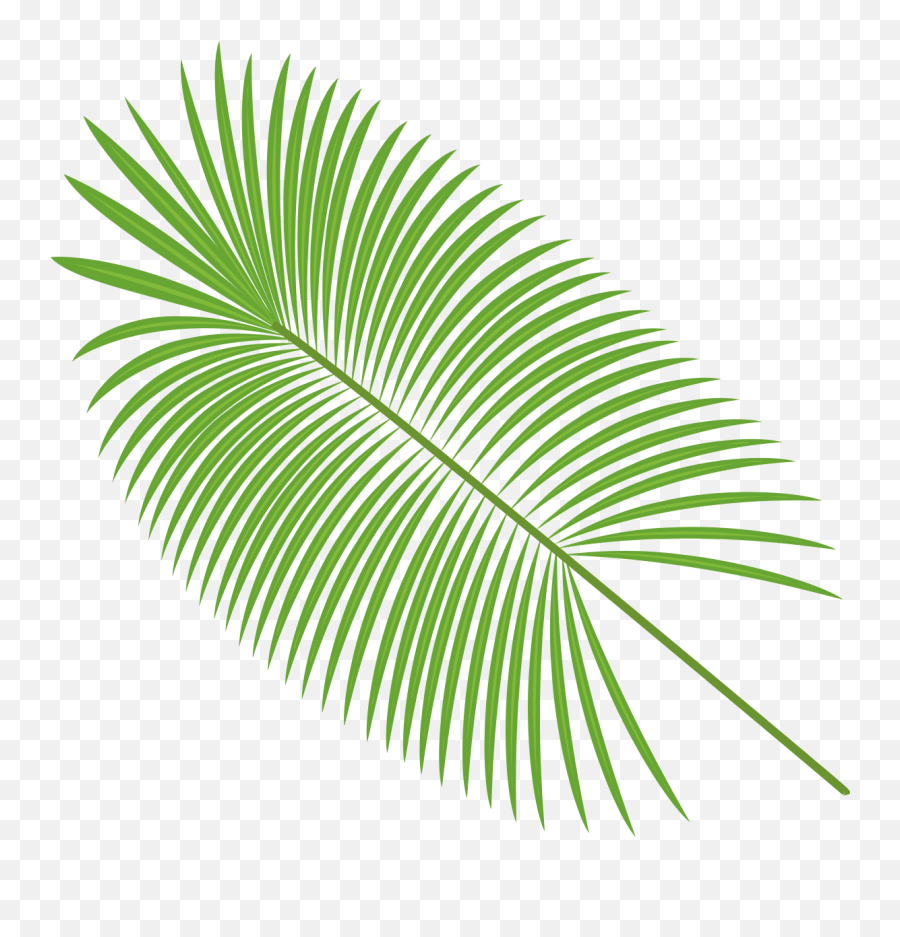 Palm Leaves Vector Material Png - Palm Leaf Vector Png,Palm Leaves Transparent