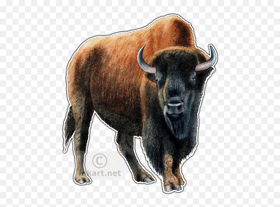 Twin Drawing Bison Transparent Png - Kansas State Animal,Bison Png - free  transparent png images 