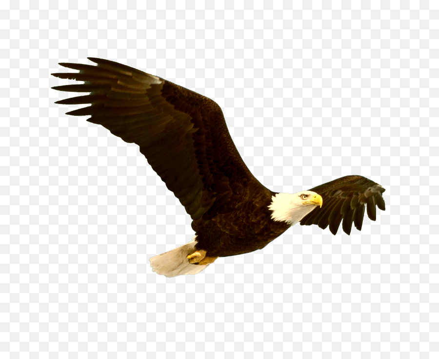 Download Bald Eagle Png File - Bald Eagle Png Full Size Bald Eagle Clipart Transparent,Bald Head Png