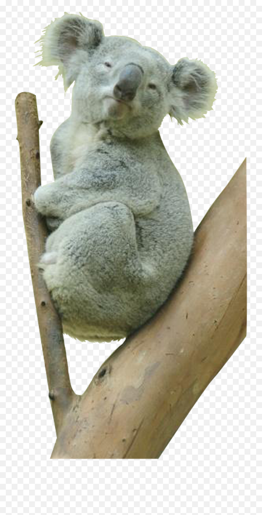 Koala Bear Png Transparent - Koala Bear Png,Koala Transparent