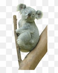 Koala Bear Png Transparent - Koala Bear Png,Koala Transparent