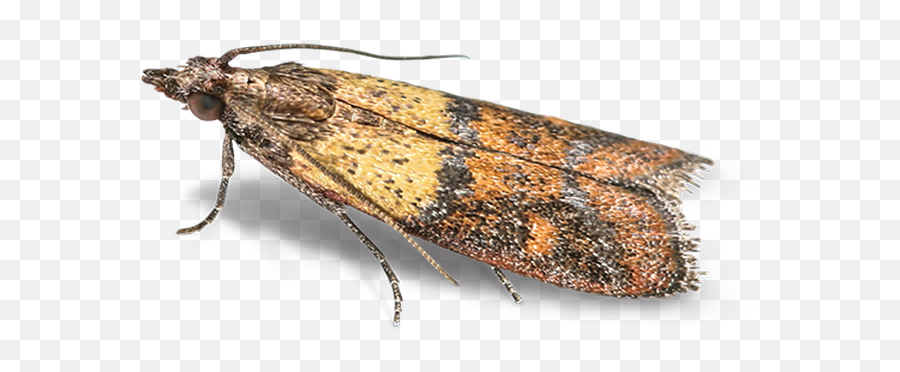 Pest Of The Month Heritage Control - Hofmannophila Pseudospretella Png,Moth Png
